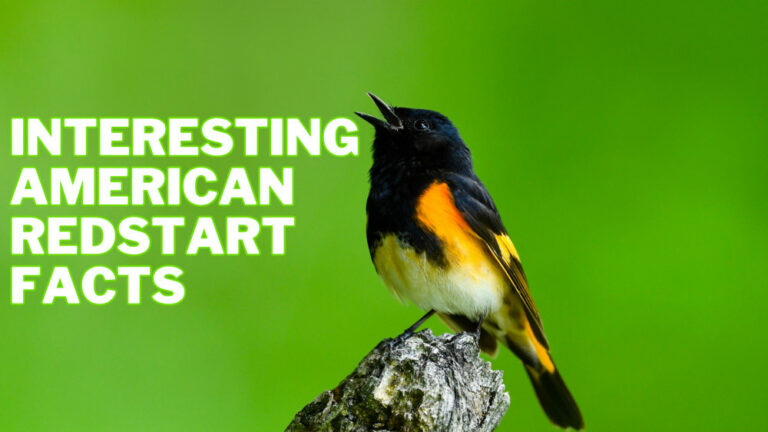 Interesting American Redstart Facts