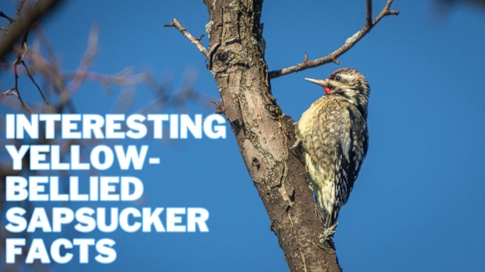 Interesting Yellow-Bellied Sapsucker Facts