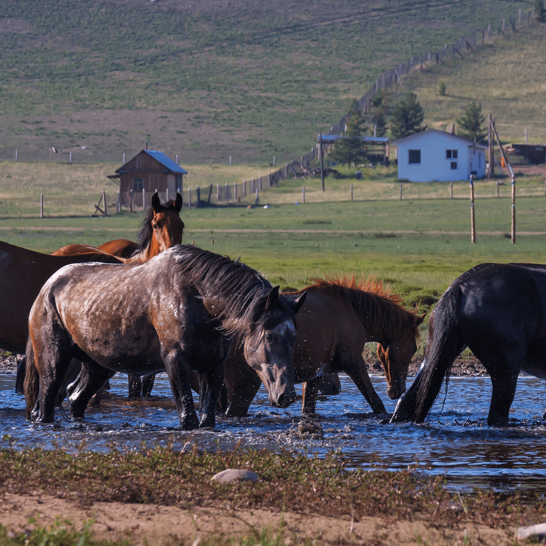 Provide A Muddy Or Wet Area