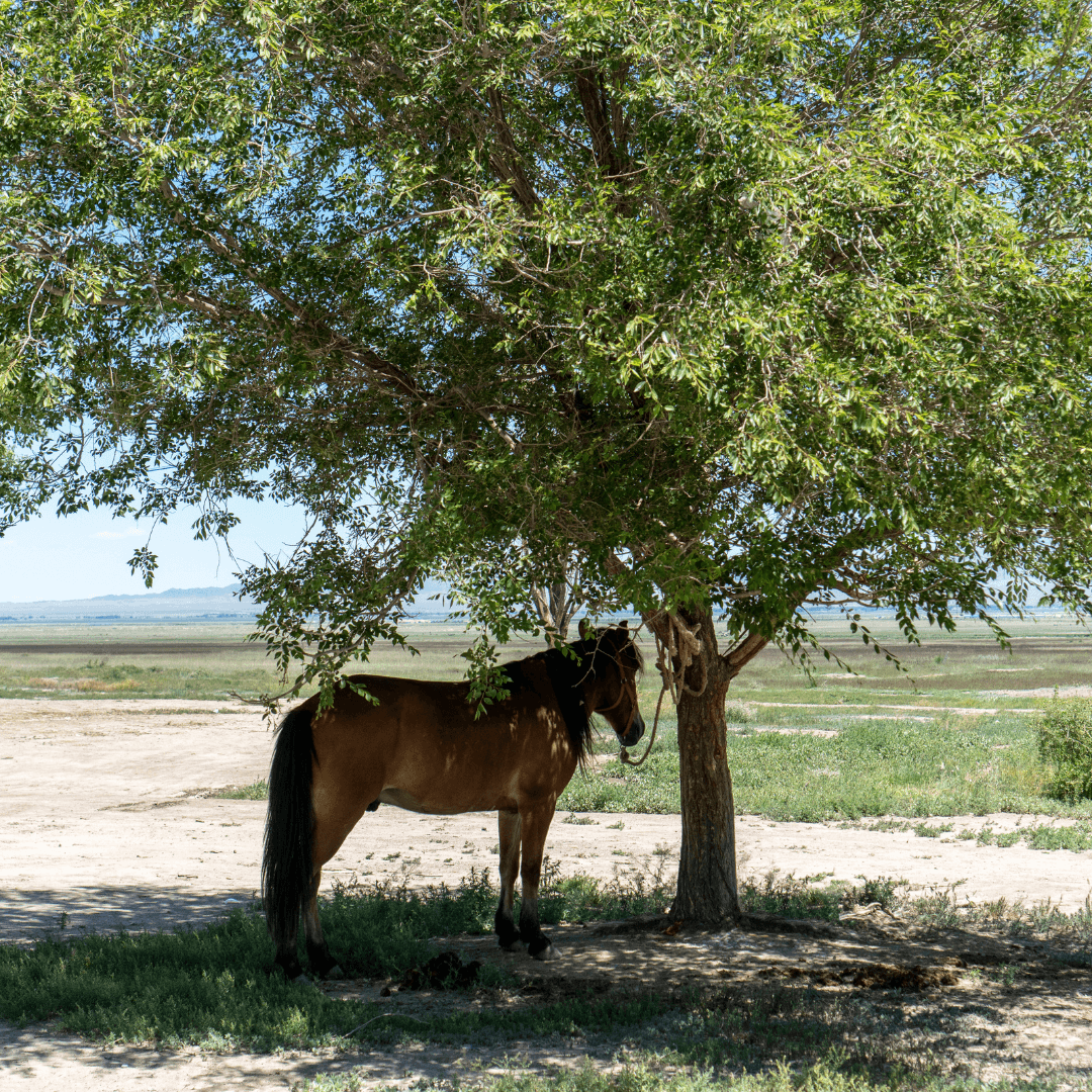 Provide Ample Shade