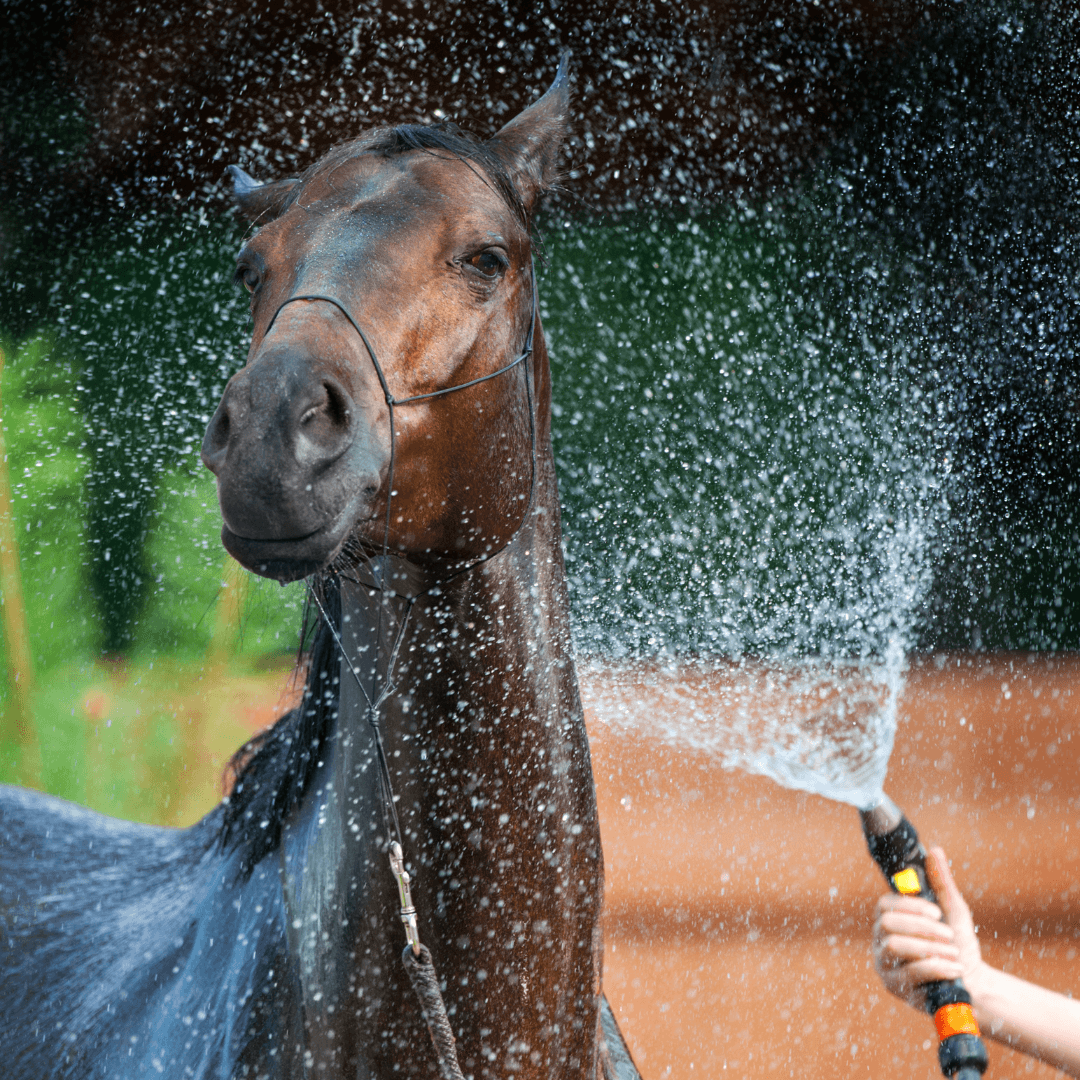 Mist Or Spray With Water