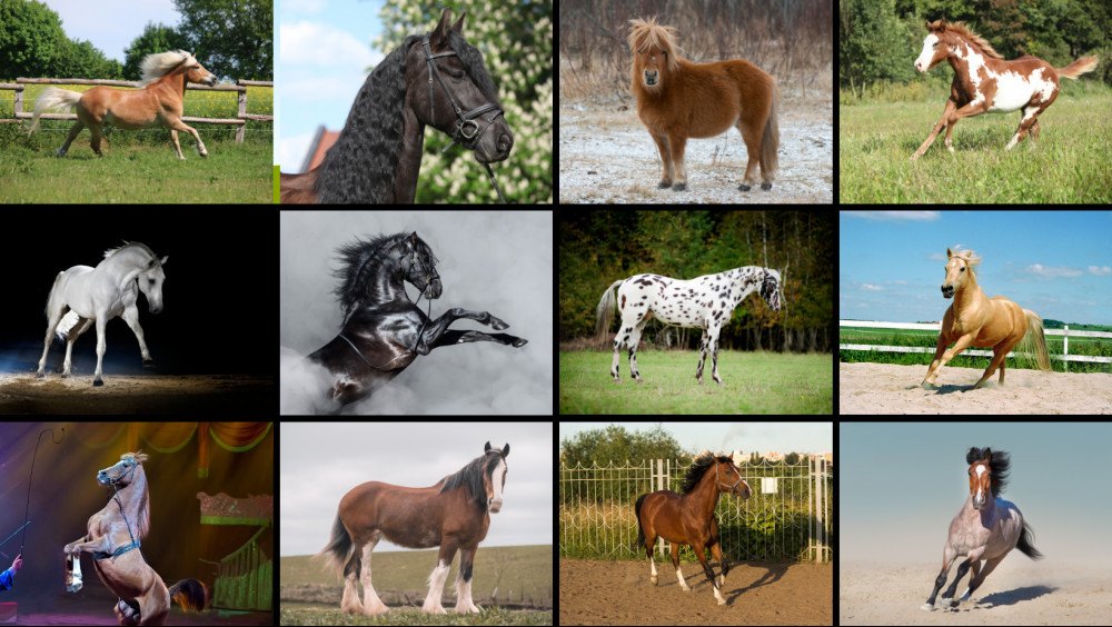 All About Horse Breeds