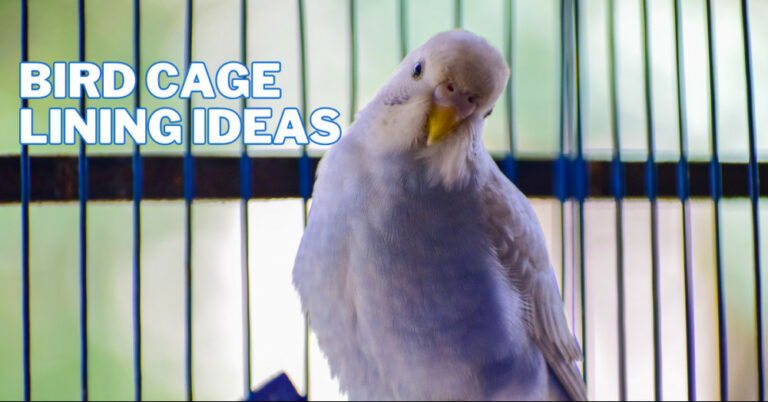 Best Bird Cage Lining Ideas