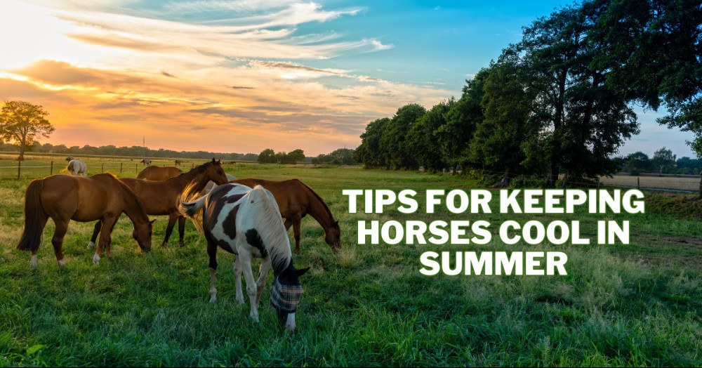 Best Tips For Keeping Horses Cool In Summer