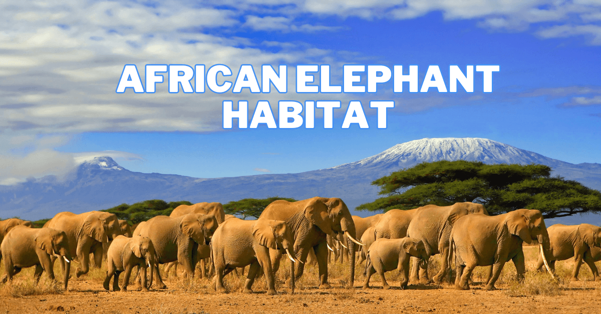 A Glimpse Into The World Of African Elephant Habitats