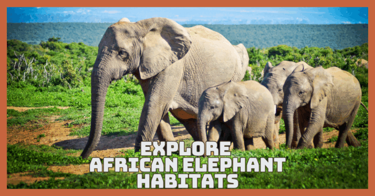 Explore African Elephant Habitats And Their Natural Glory