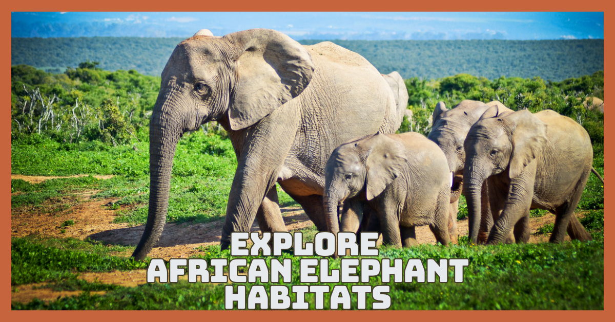 Explore African Elephant Habitats And Their Natural Glory