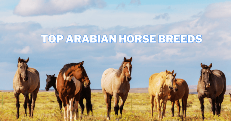 Top Arabian Horse Breeds