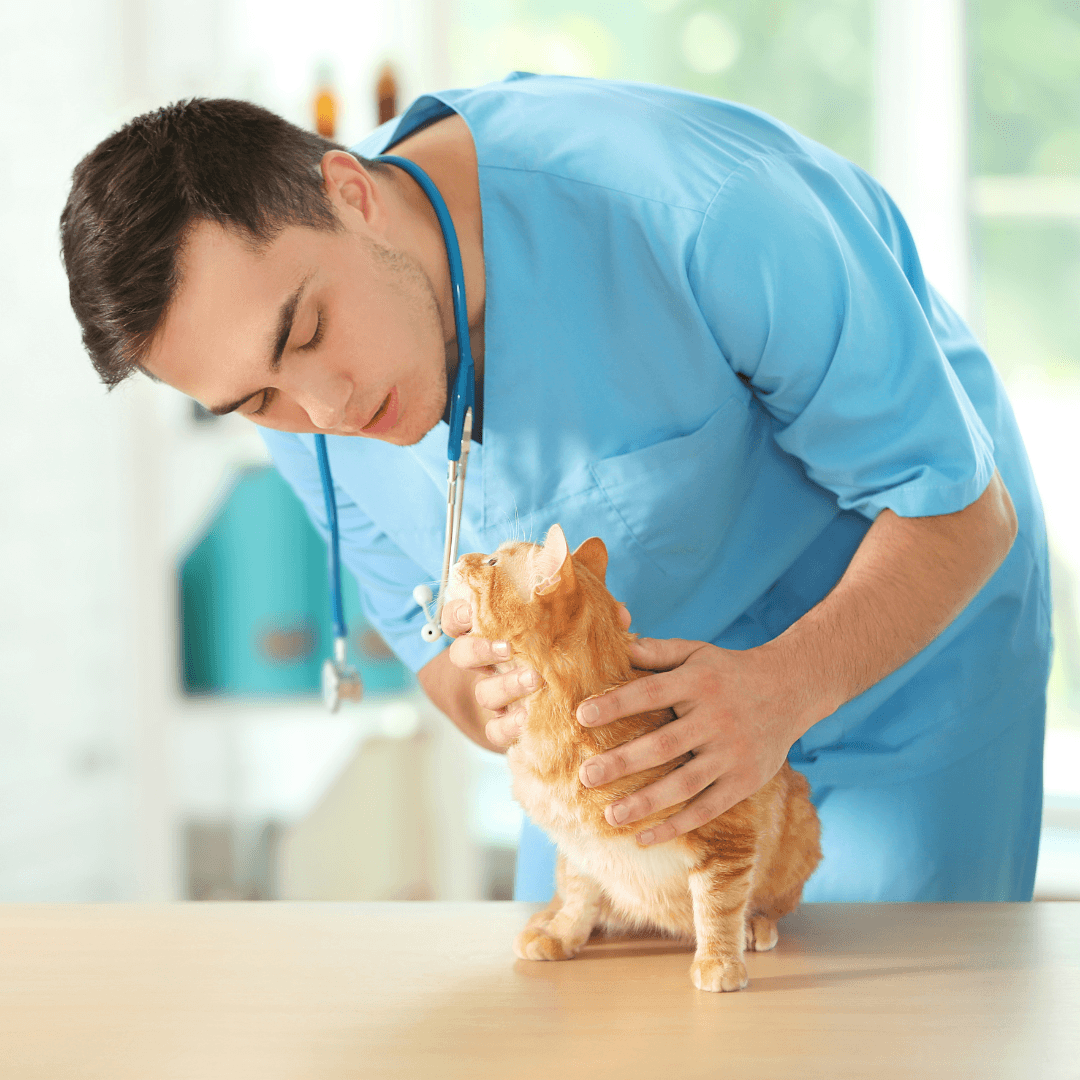 Common Cat Illnesses And Their Treatments - Hyperthyroidism