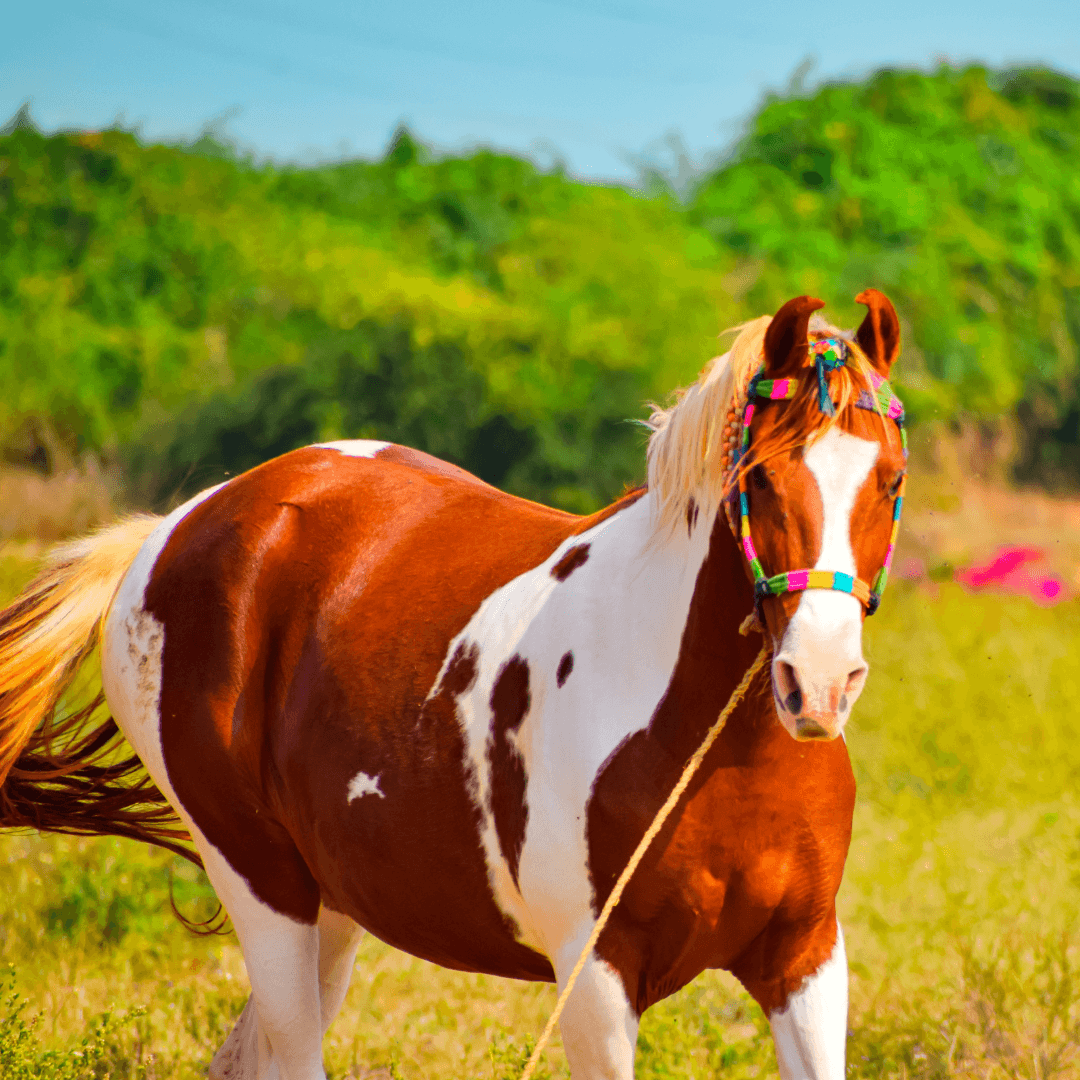 The Most Beautiful Horse Breeds - Marwari