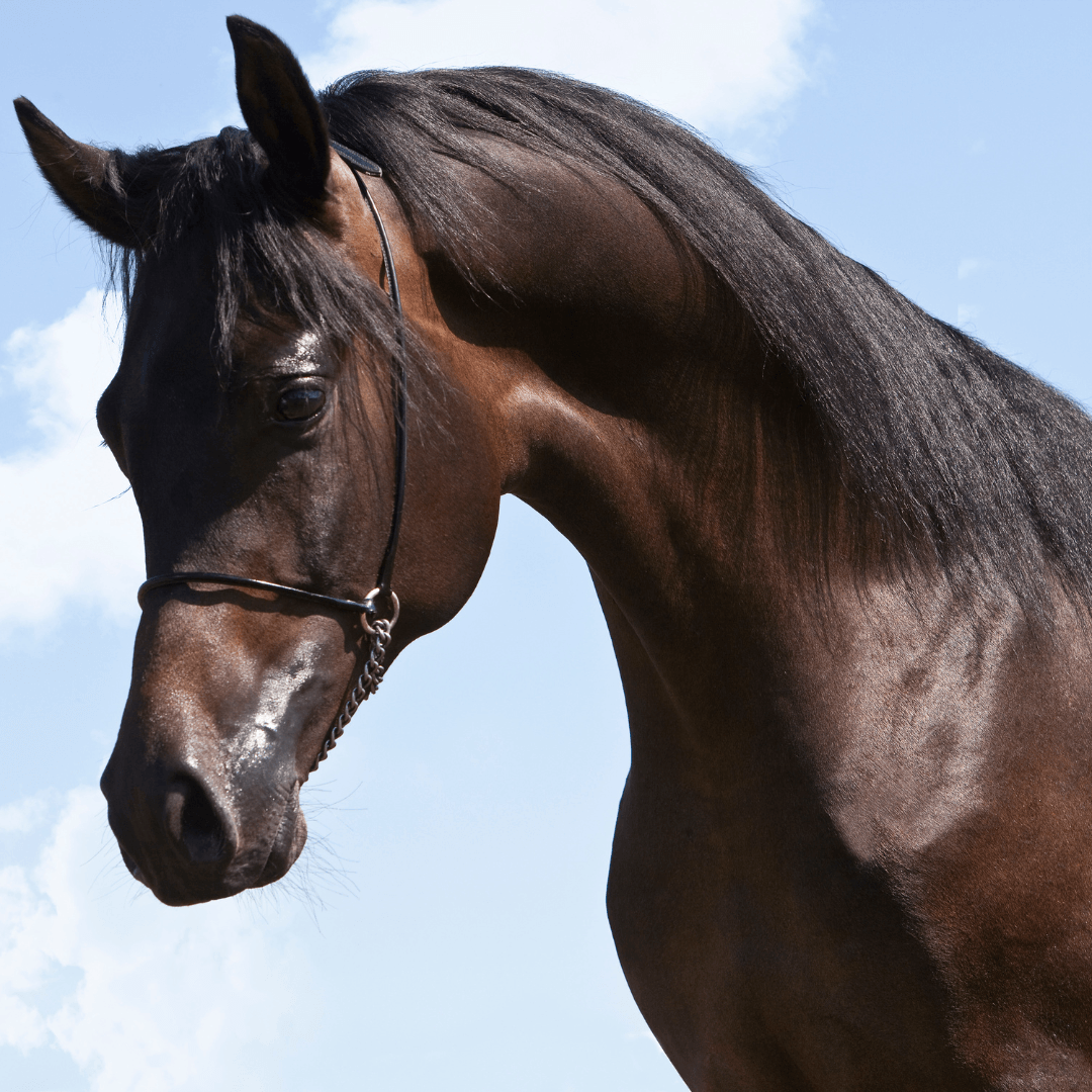 Conclusion To The Top Arabian Horse Breeds