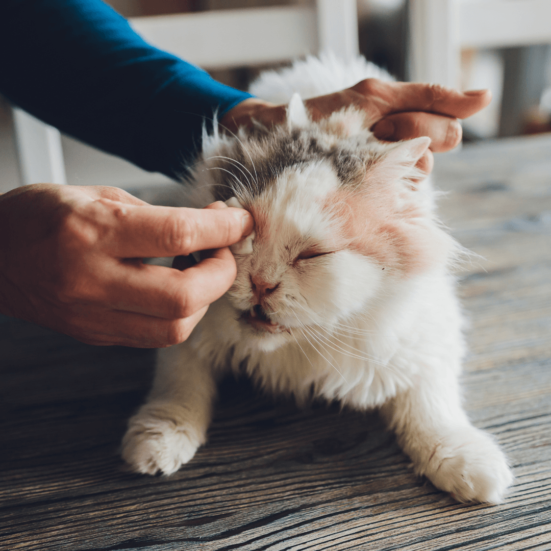 Common Cat Illnesses And Their Treatments - Conjunctivitis