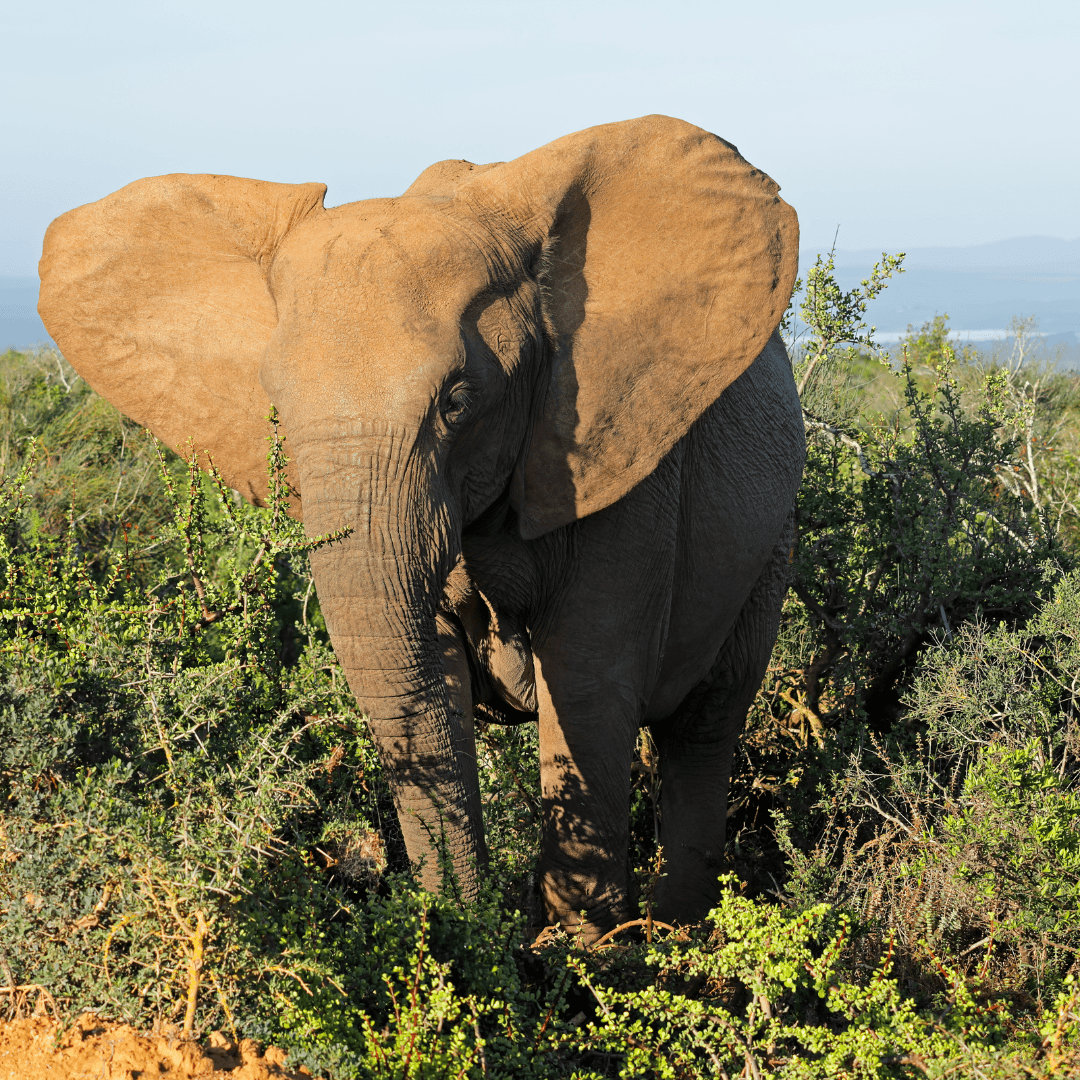A Glimpse Into The World Of African Elephant Habitats - Savannas And Grasslands