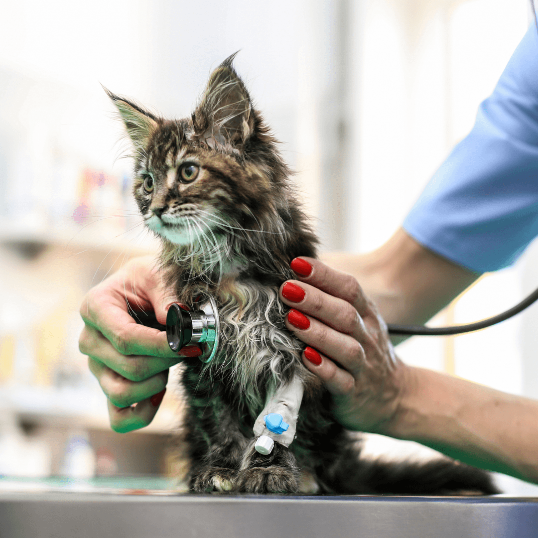 Common Cat Illnesses And Their Treatments - Upper Respiratory Infections (URIs)