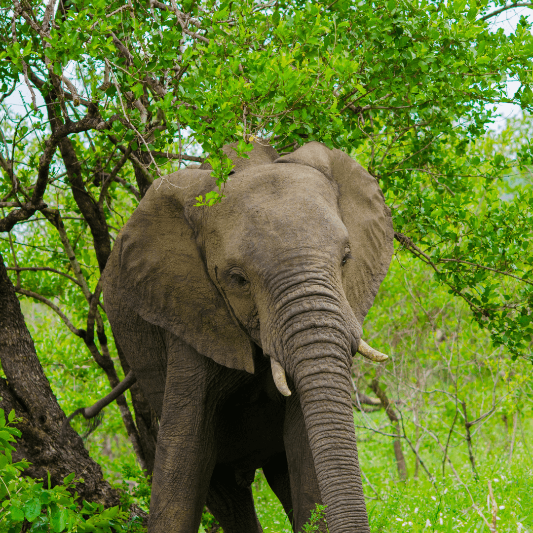 A Glimpse Into The World Of African Elephant Habitats - Forests And Woodlands
