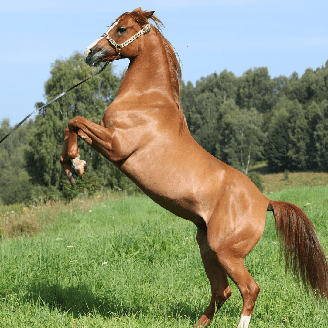 Polish Arabian