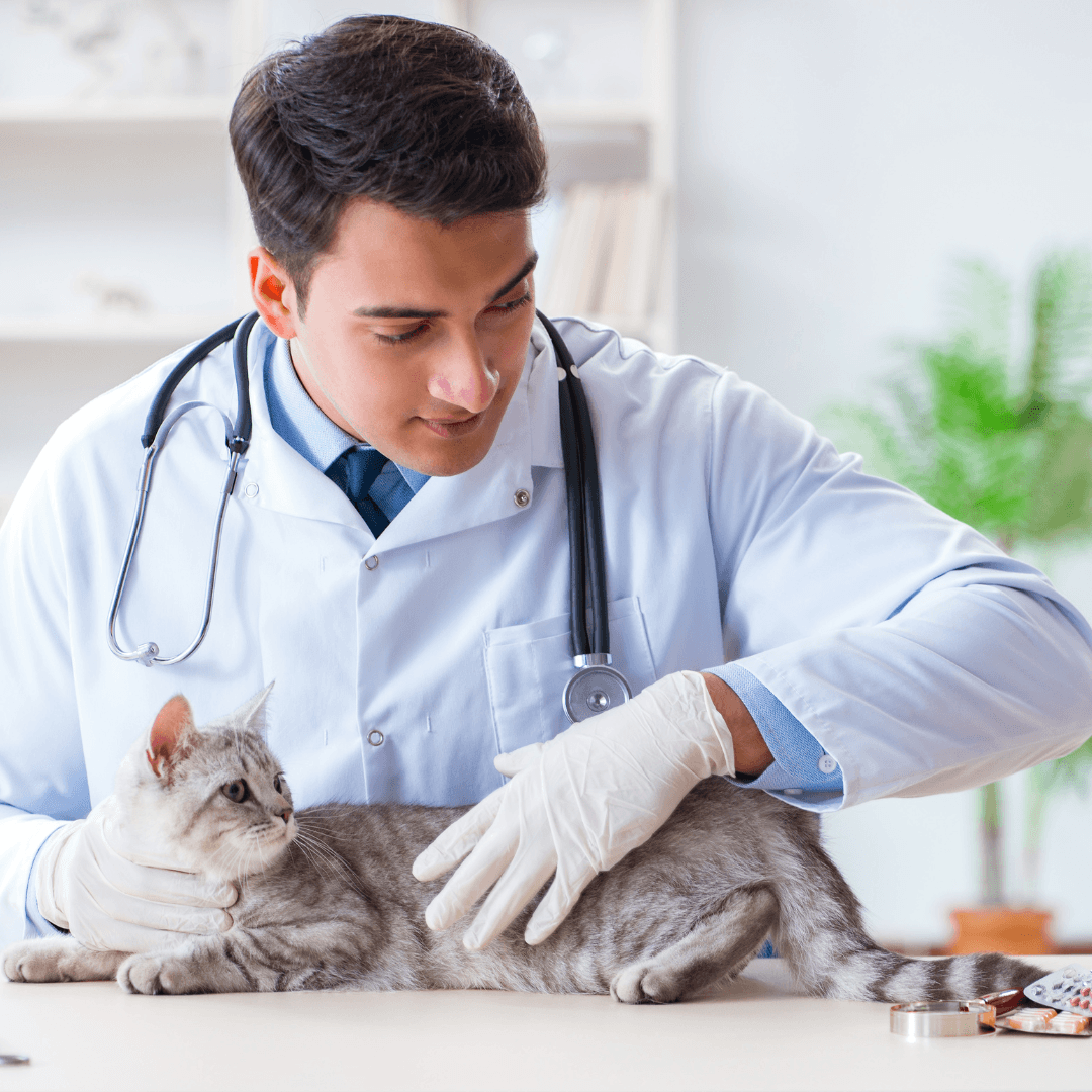 Common Cat Illnesses And Their Treatments - Urinary Tract Infections (UTIs)