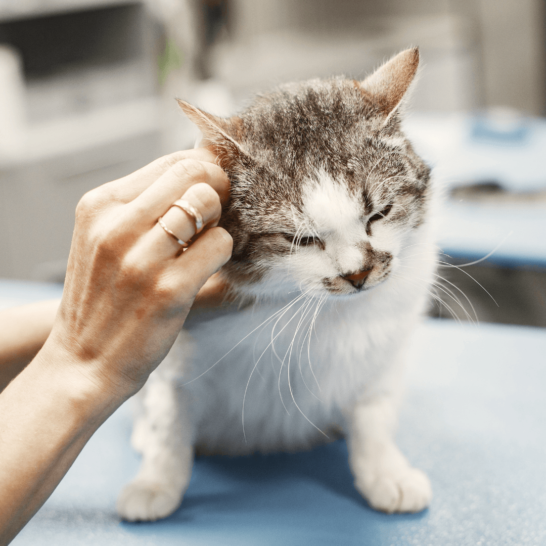 Common Cat Illnesses And Their Treatments - Ear Infections