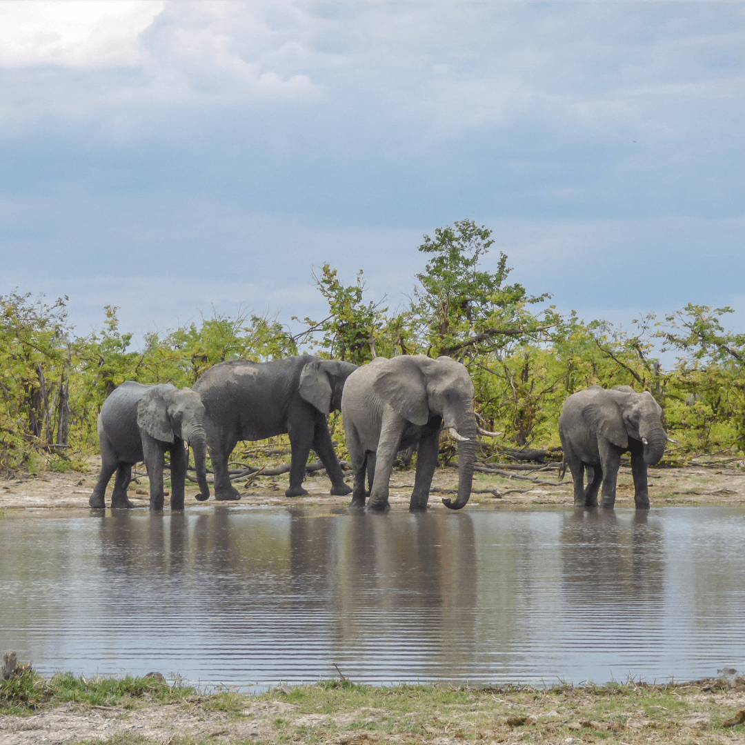 A Glimpse Into The World Of African Elephant Habitats - Wetlands And Swamps
