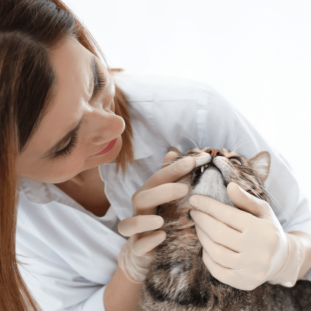 Common Cat Illnesses And Their Treatments - Dental Disease