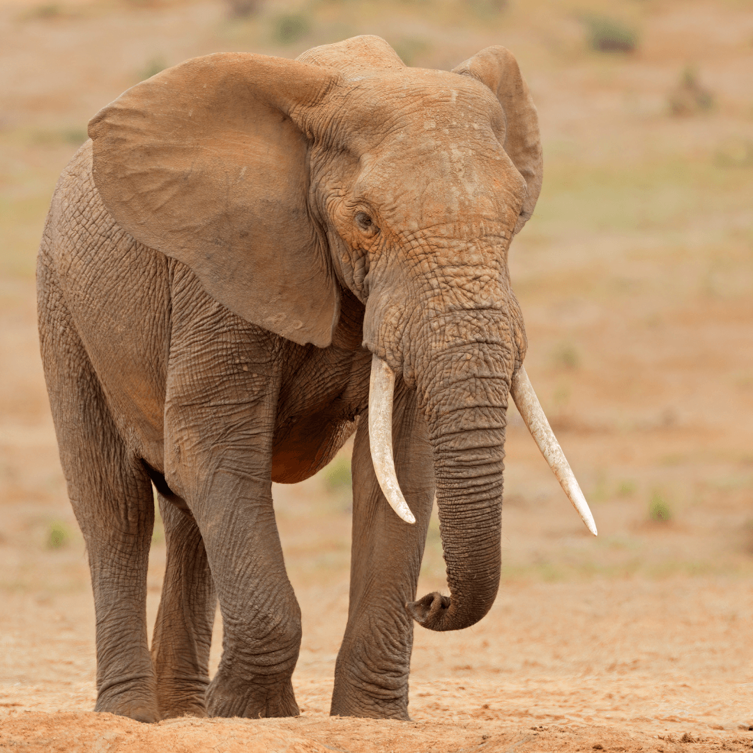 A Glimpse Into The World Of African Elephant Habitats - Deserts And Arid Regions