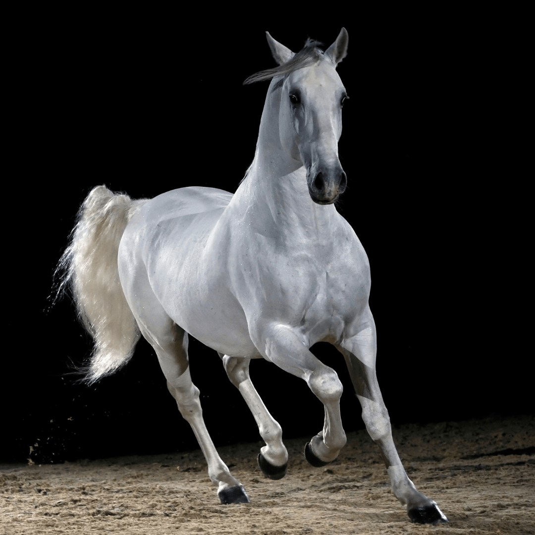 The Most Beautiful Horse Breeds - Lipizzaner