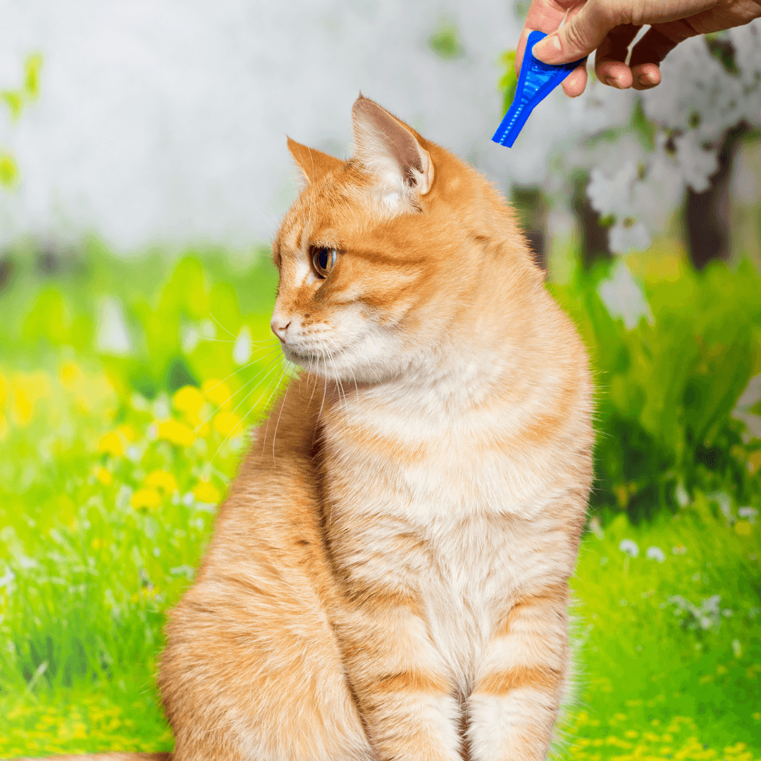 Common Cat Illnesses And Their Treatments - Fleas And Parasites