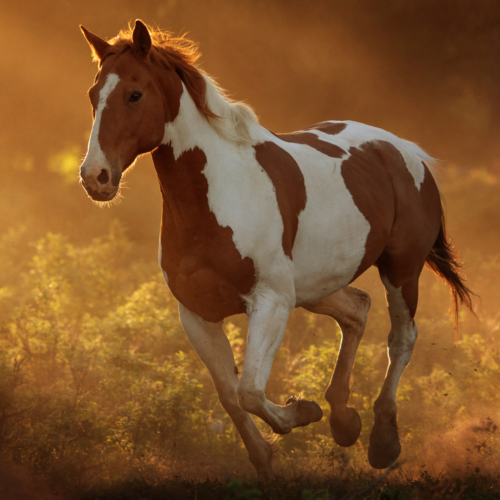 Painted Dreams: Unveiling the Beauty of Paint Horses