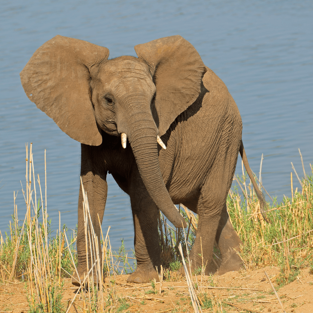 A Glimpse Into The World Of African Elephant Habitats - What Is The African Elephant?