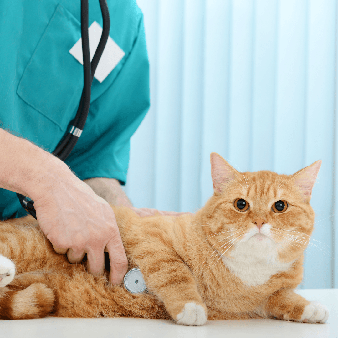 Common Cat Illnesses And Their Treatments - Gastric Issues