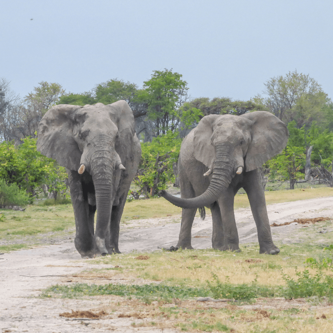 A Glimpse Into The World Of African Elephant Habitats - The World Of African Elephant Habitats