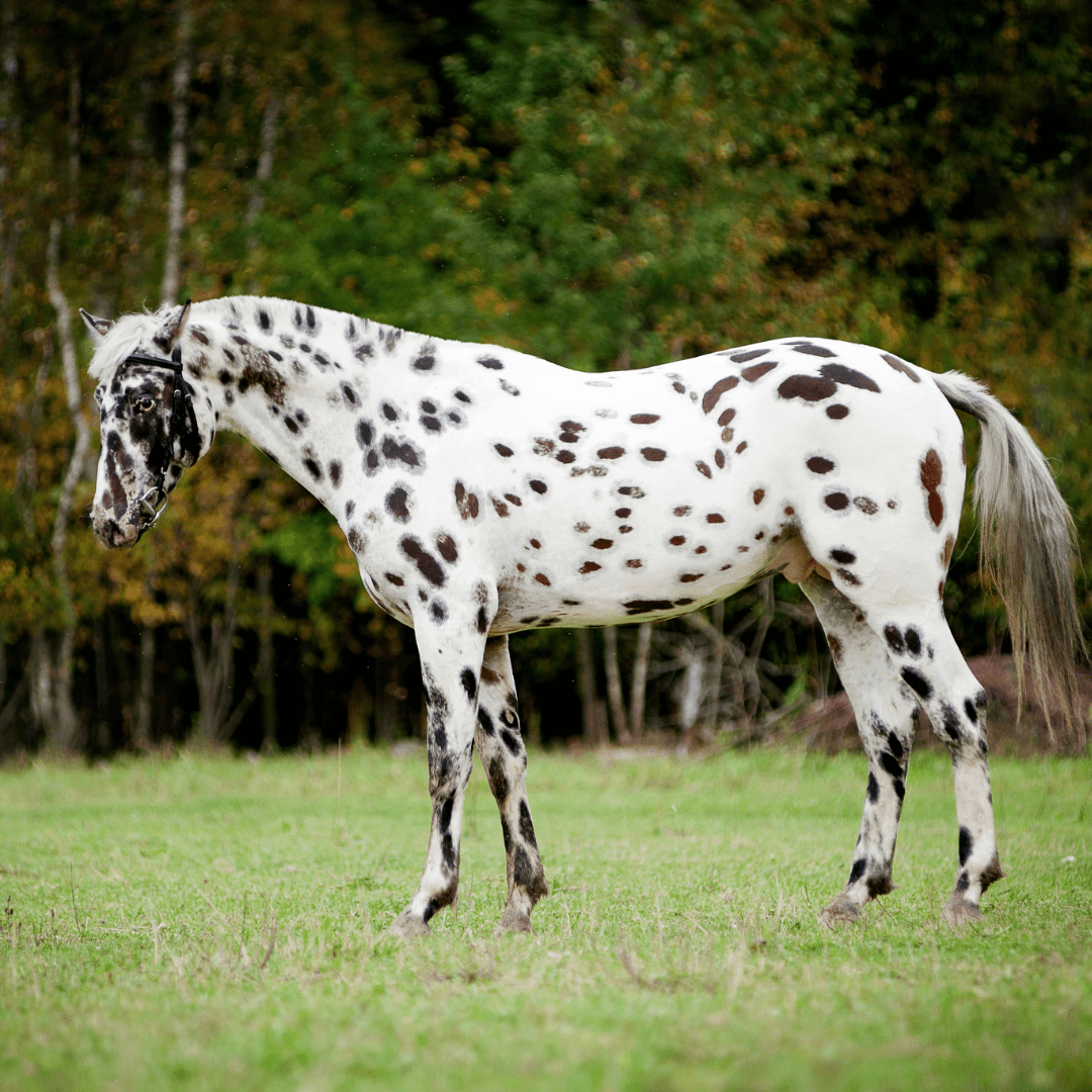 The Most Beautiful Horse Breeds - Appaloosa
