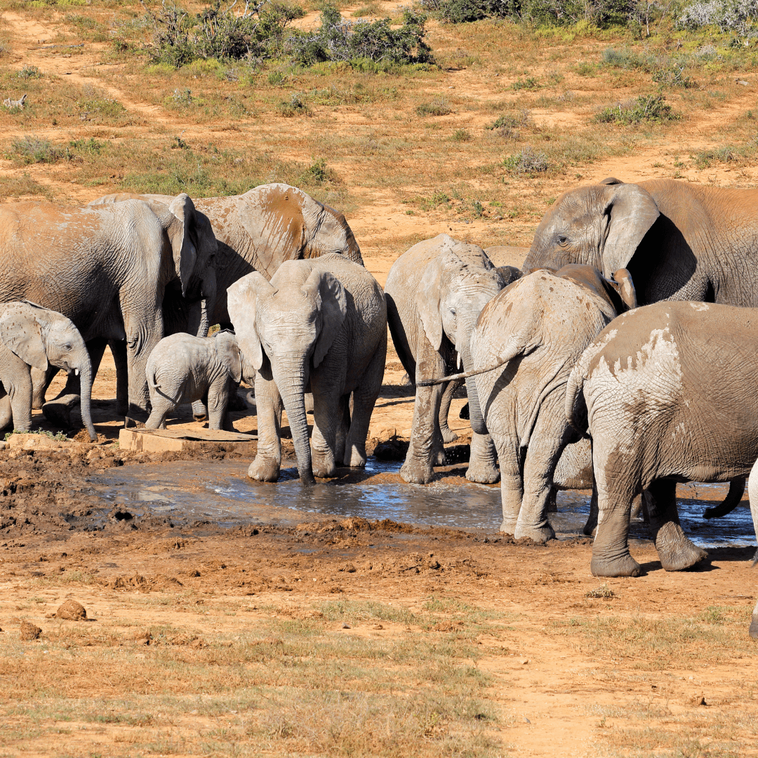 Conclusion To A Glimpse Into The World Of African Elephant Habitats
