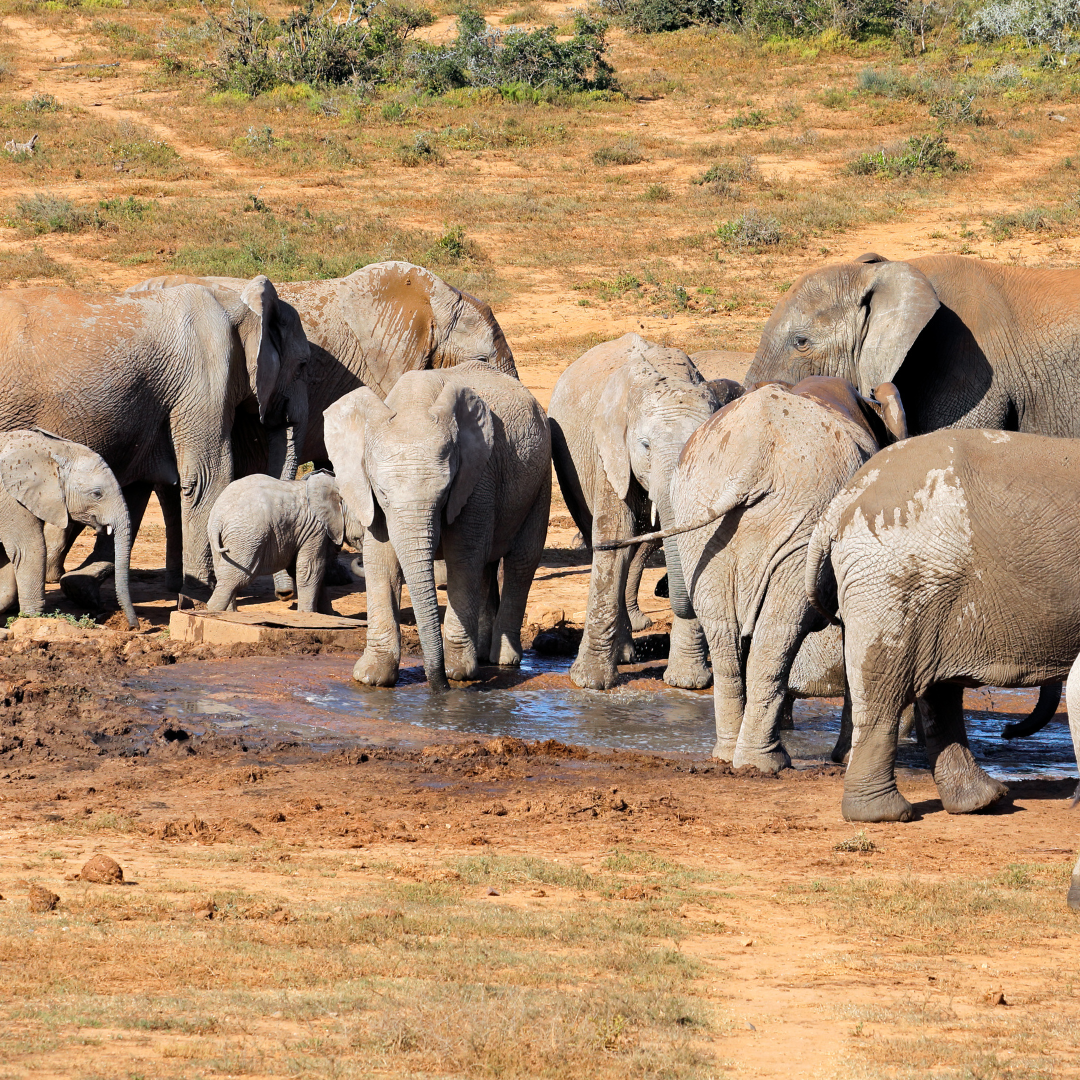 Conclusion To Explore African Elephant Habitats And Their Natural Glory