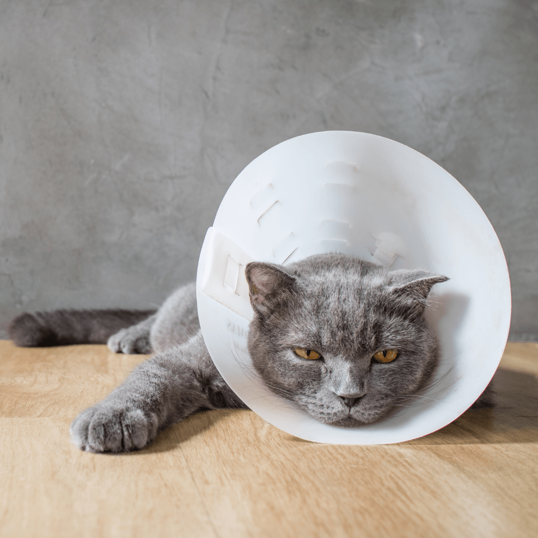 Common Cat Illnesses And Their Treatments - Feline Lower Urinary Tract Disease (FLUTD)