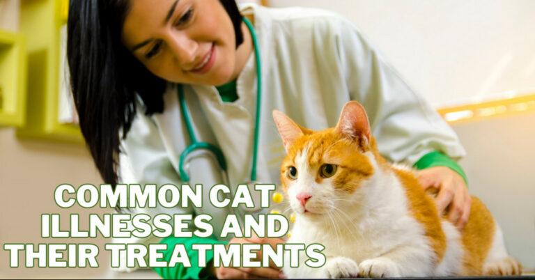 Common Cat Illnesses And Their Treatments