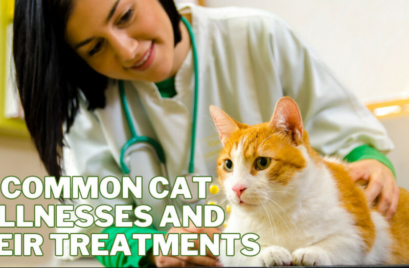 Common Cat Illnesses And Their Treatments