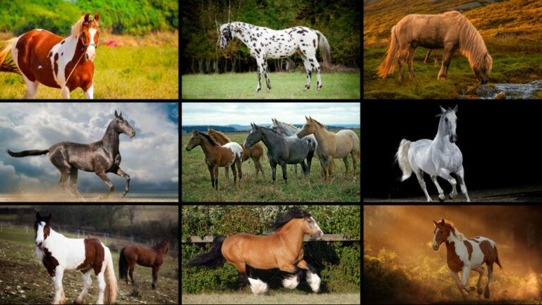 The Most Beautiful Horse Breeds