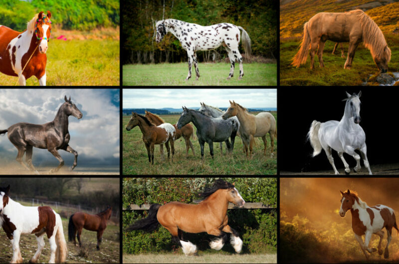 The Most Beautiful Horse Breeds