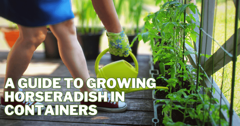 A Guide To Growing Horseradish In Containers
