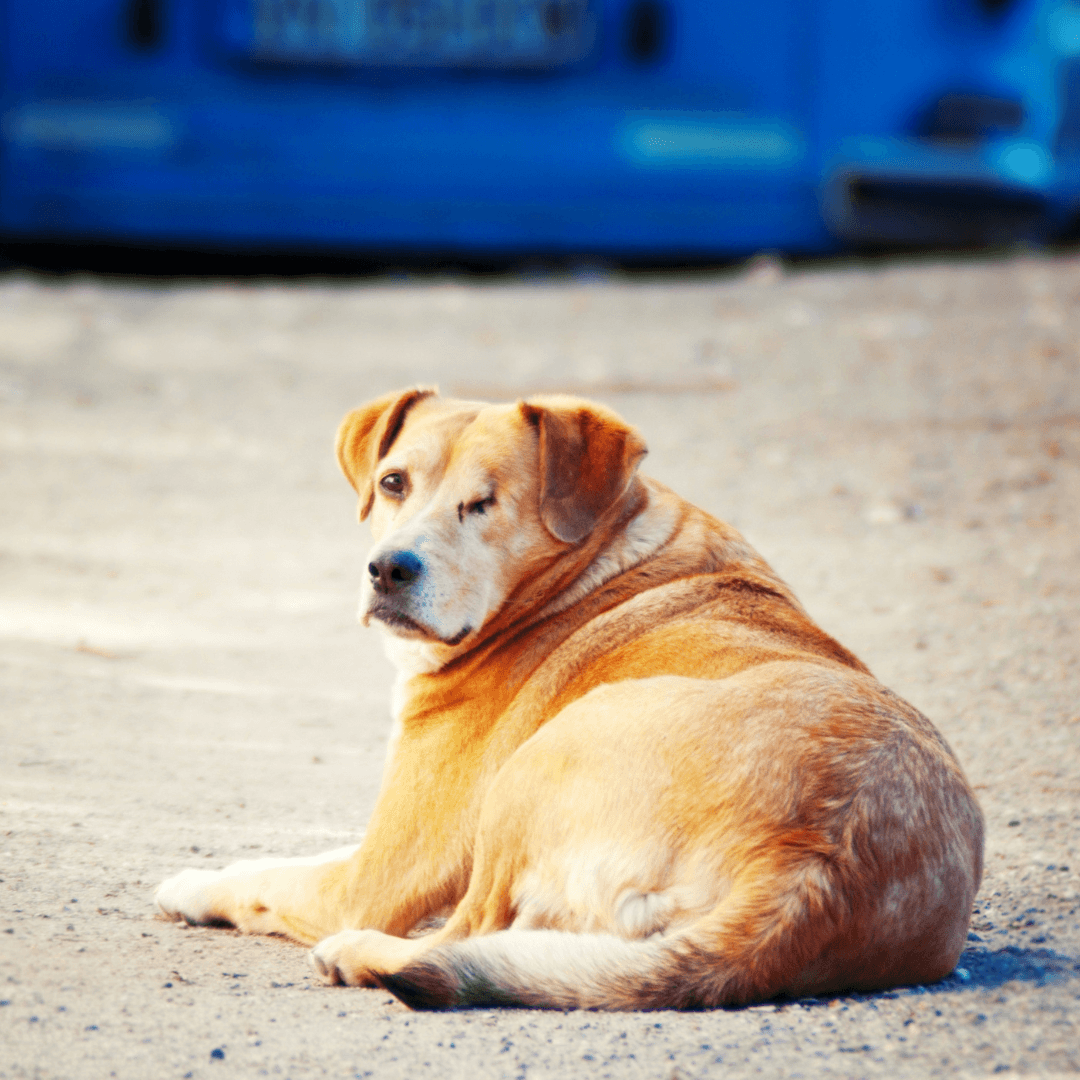 Conclusion To The Best Blind Dog Accessories