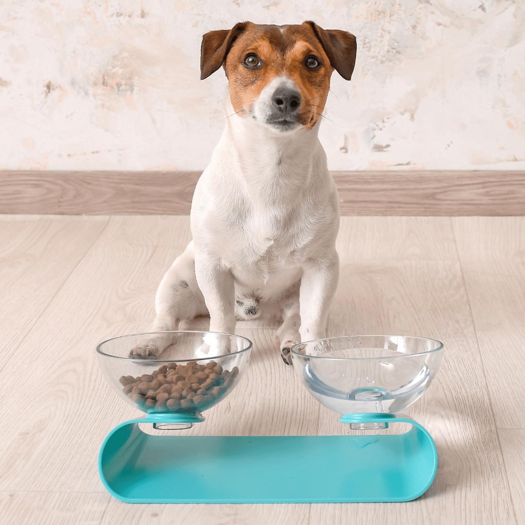 Raised Food And Water Bowls