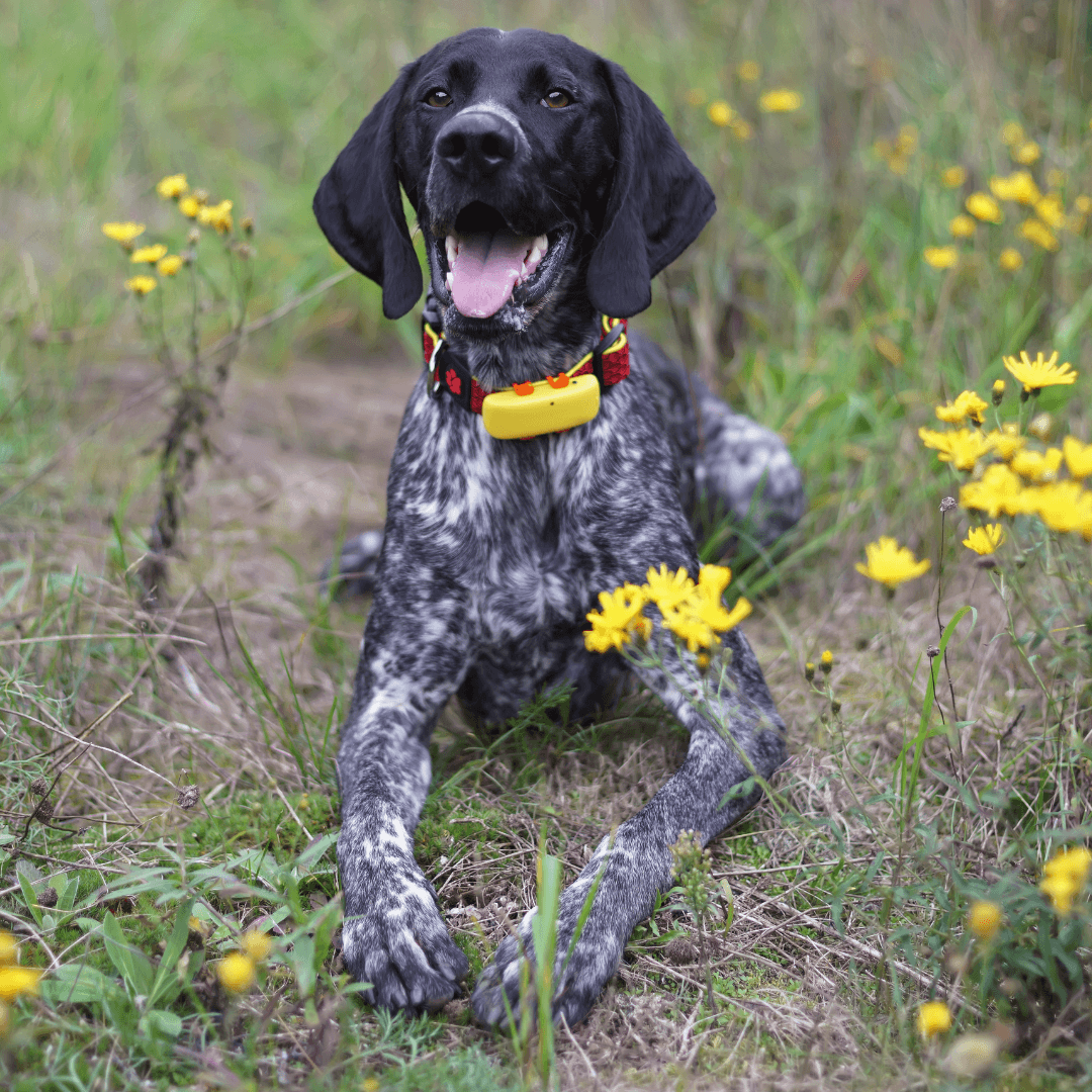 GPS Tracker Collars