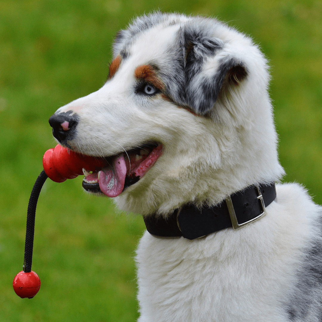 Gentle Dental Chews And Toys