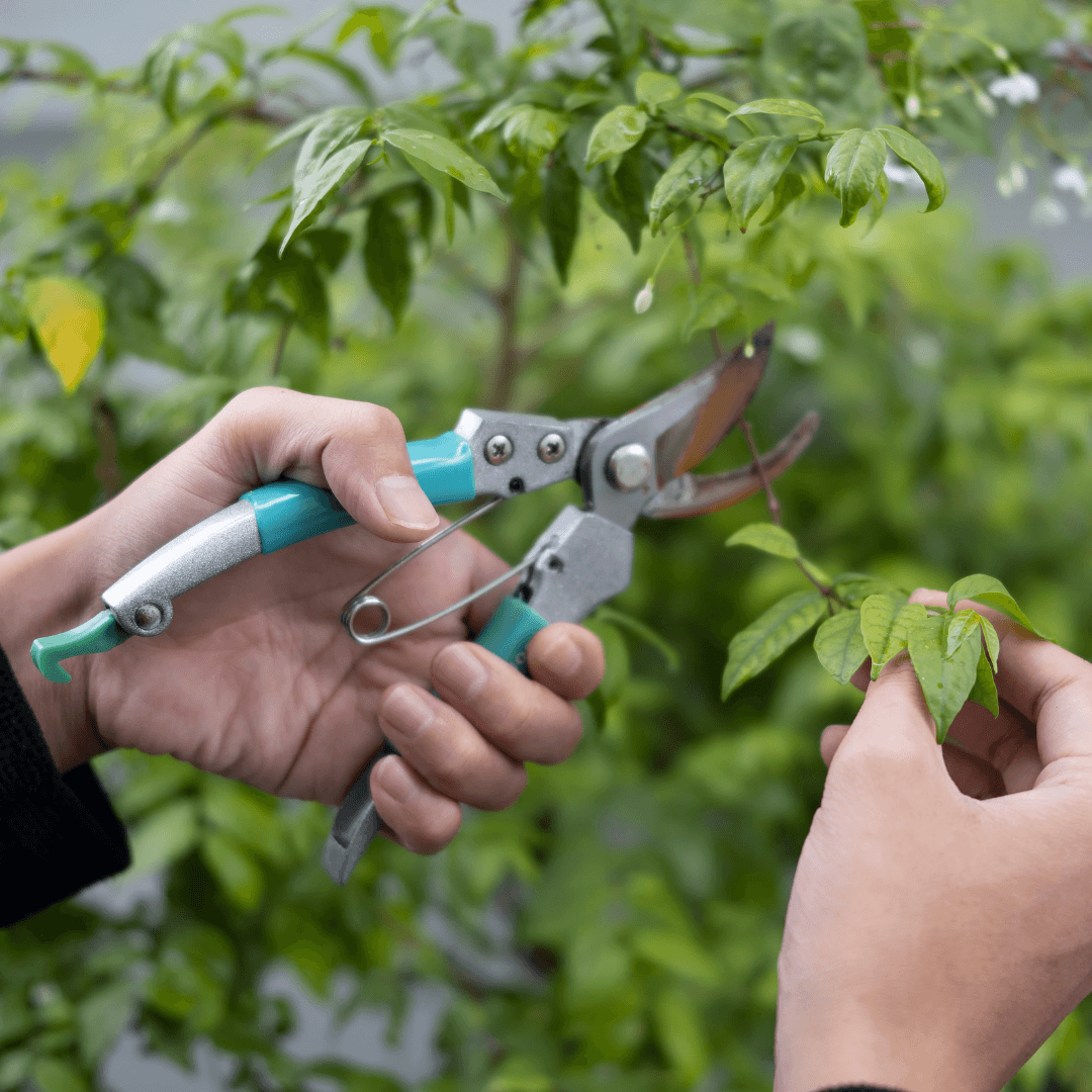 Pruning