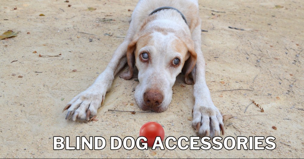 Best Blind Dog Accessories
