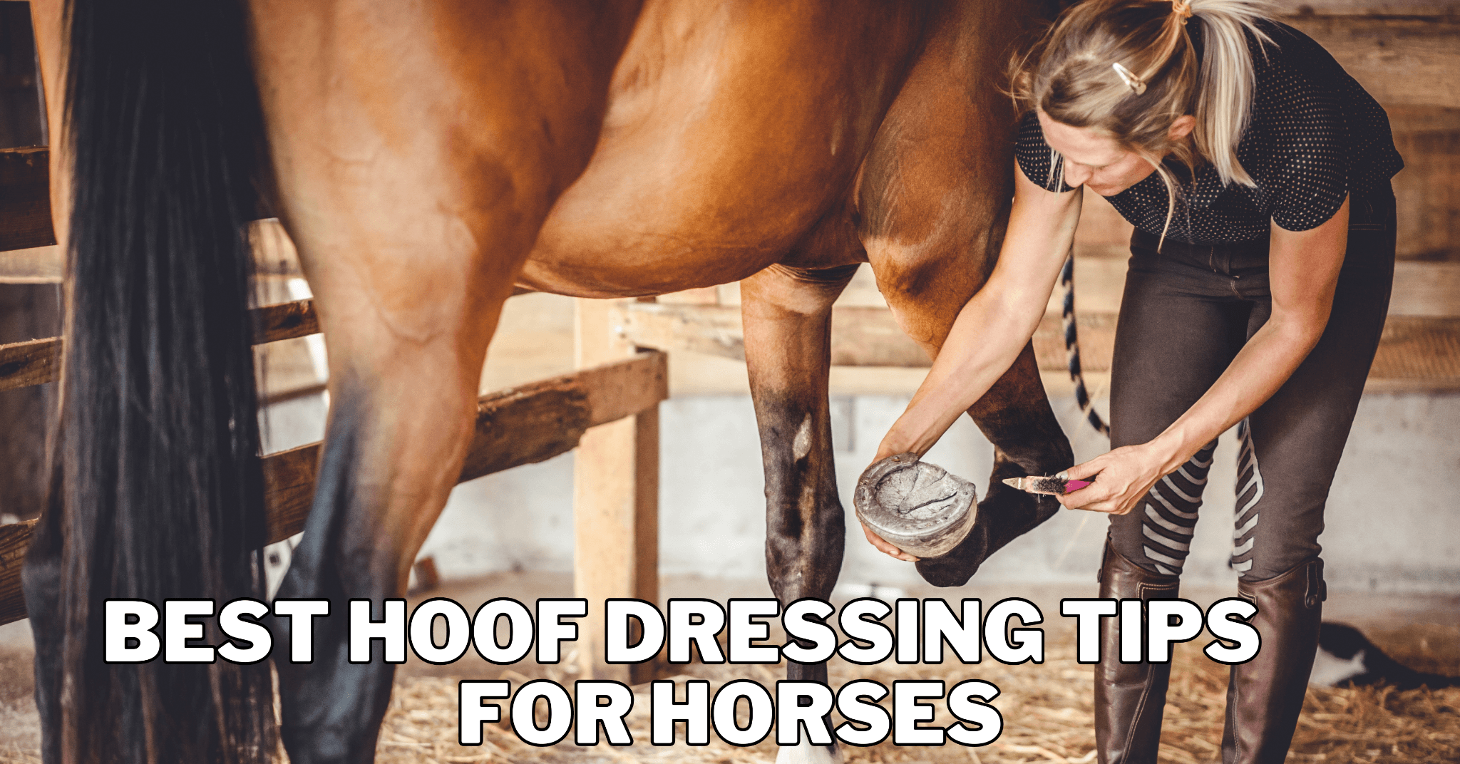 Best Hoof Dressing Tips For Horses