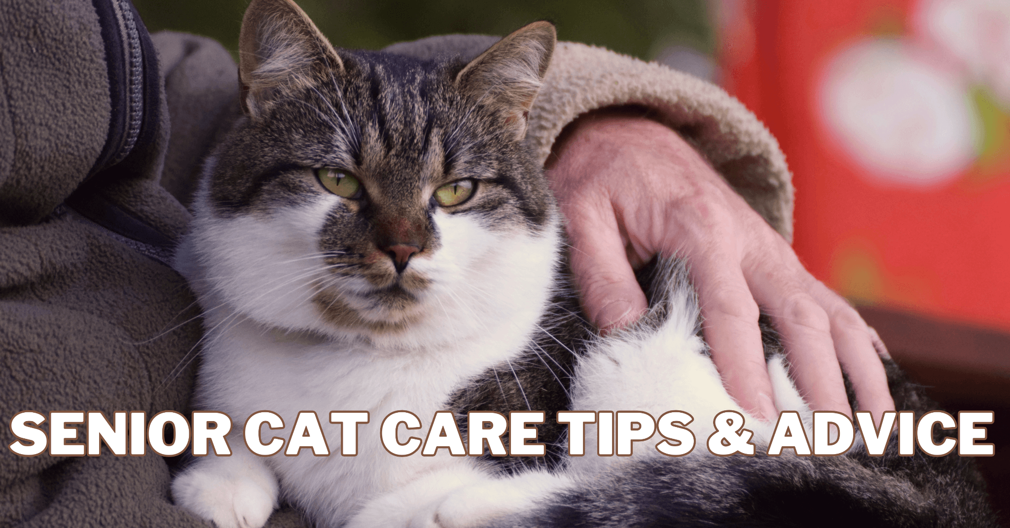 Best Senior Cat Care Tips And Advice