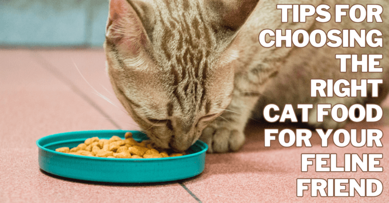 Best Tips For Choosing The Right Cat Food