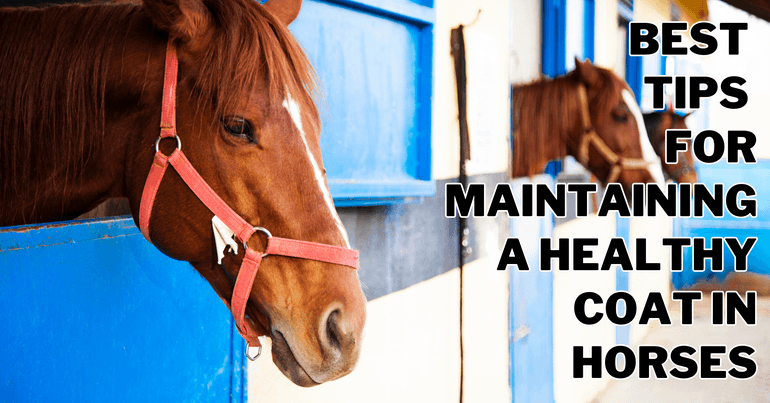 Best Tips For Maintaining A Healthy Coat In Horses